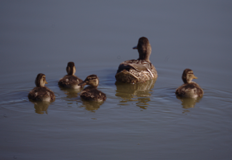 Mallard Duck Family