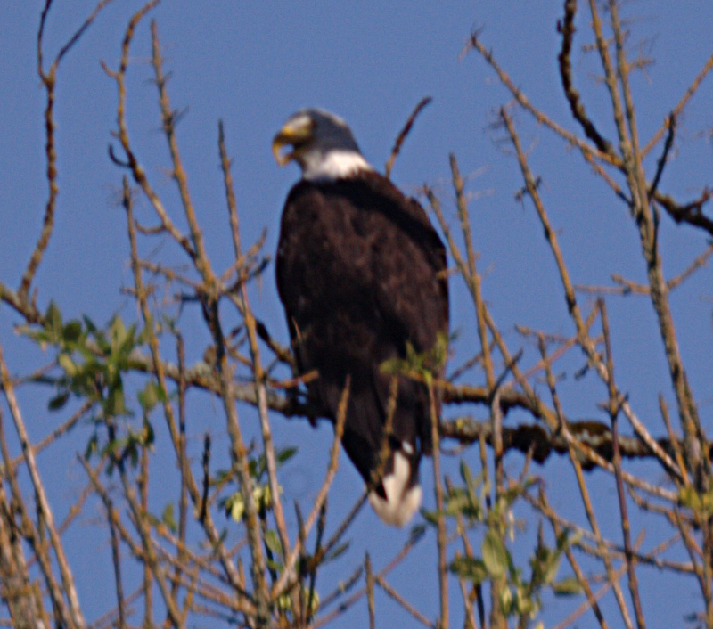 Bald Eagle Chicklet