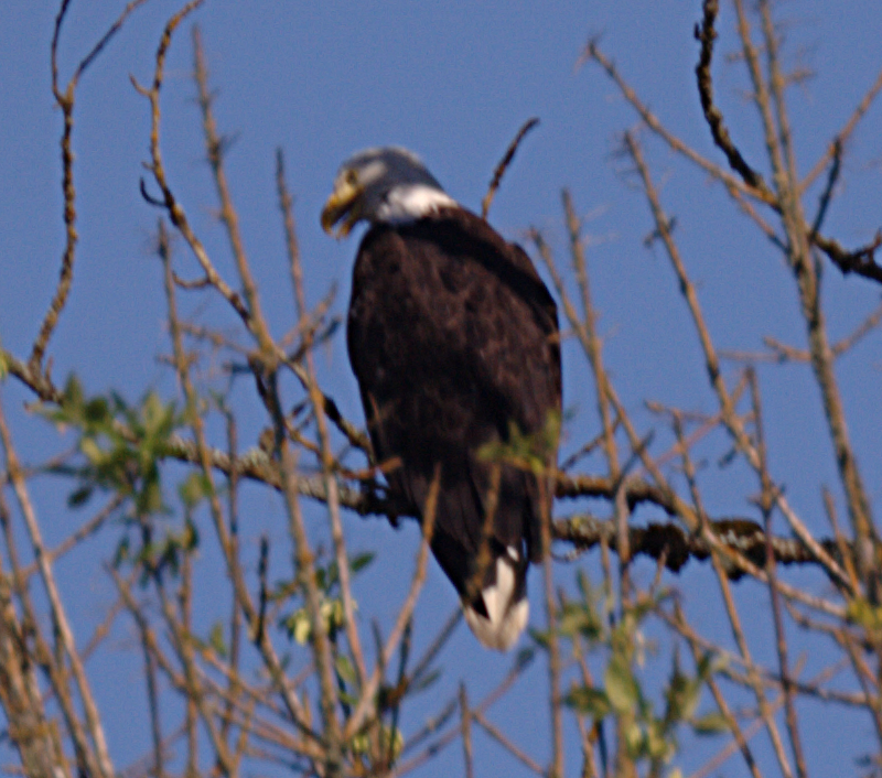 Bald Eagle Chicklet