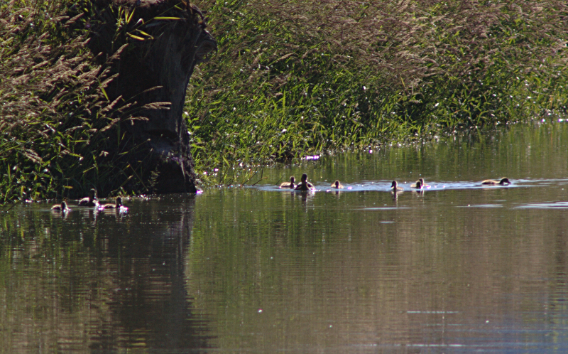 Mallard Duck Families