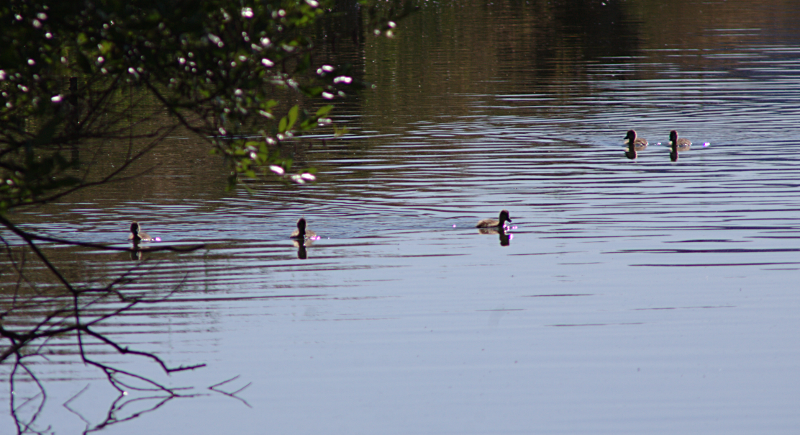 five Mallard Ducklings