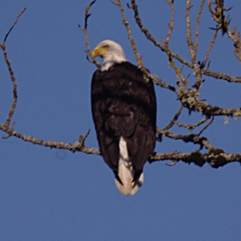Bald Eagle