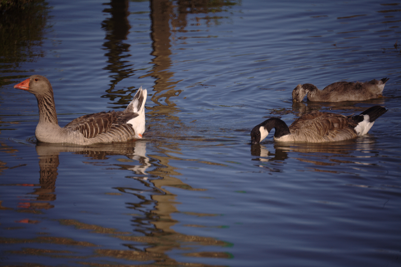 Greylag Goose and Canada Goose and gosling