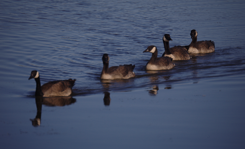 Canada Goose family with goslings