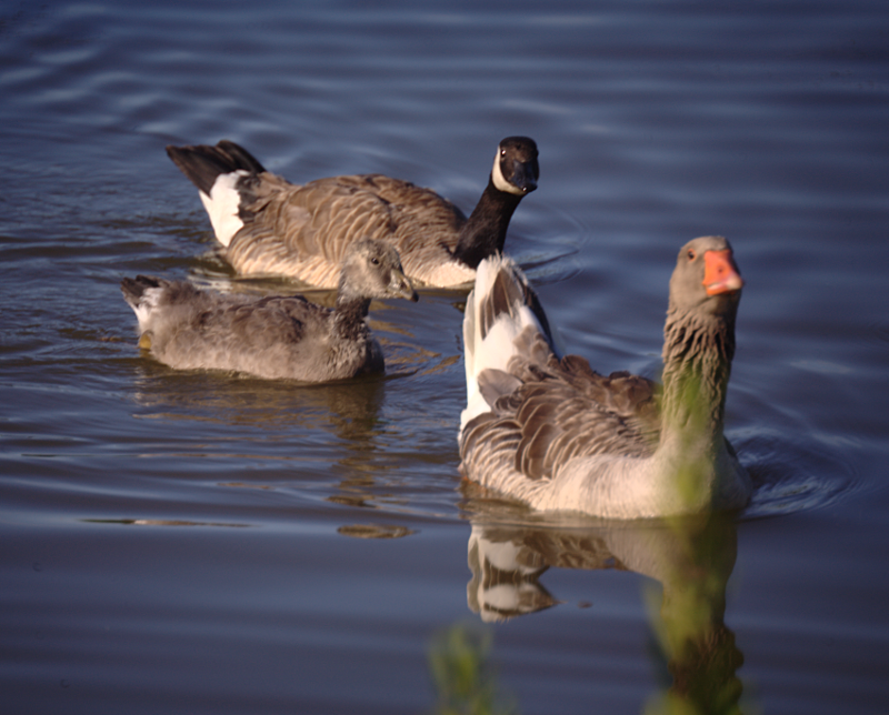 Canada Goose goslings