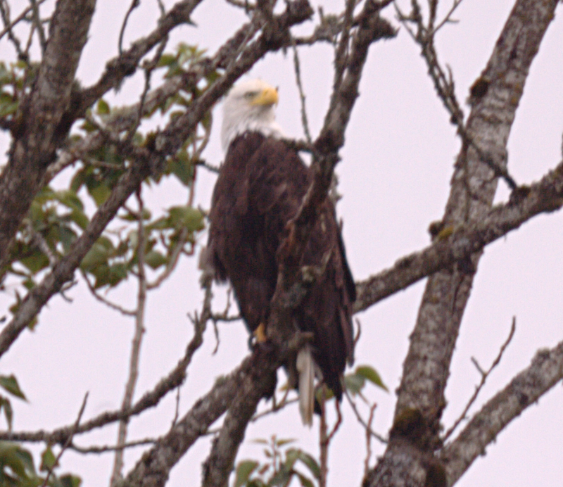 Bald Eagle