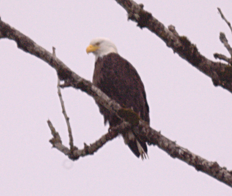 Bald Eagle