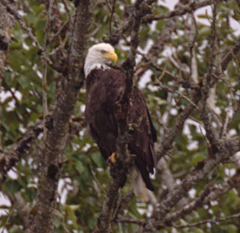 Bald Eagle