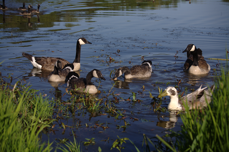Canada Goose goslings