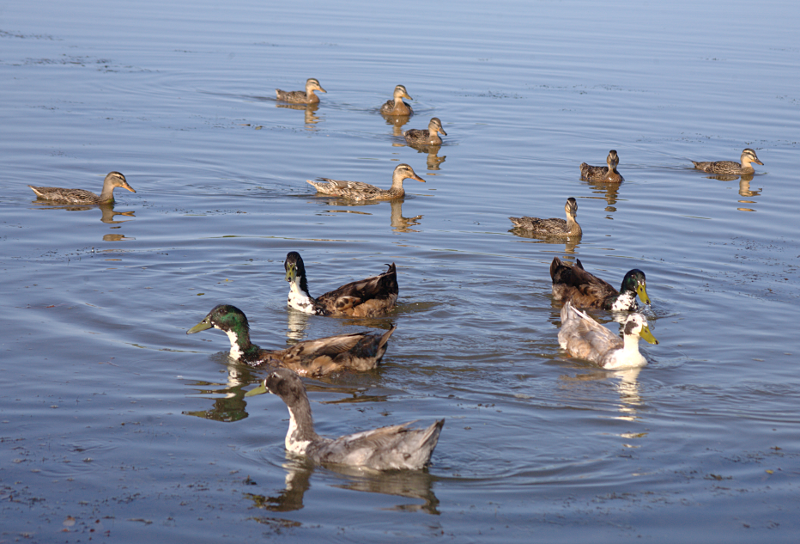 Canada Goose goslings