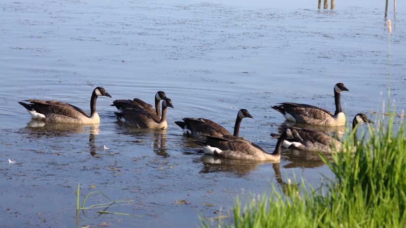 Canada Goose goslings