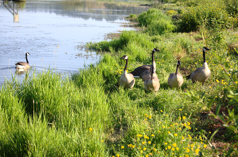 Canada Goose goslings