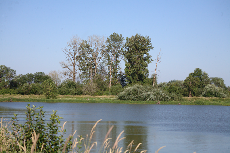 Canada Goose goslings