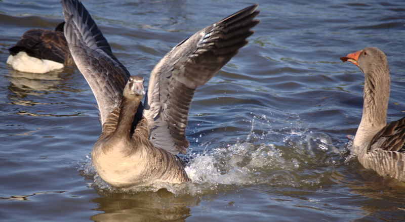 Canada Goose goslings