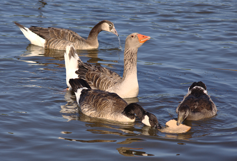 Canada Goose goslings