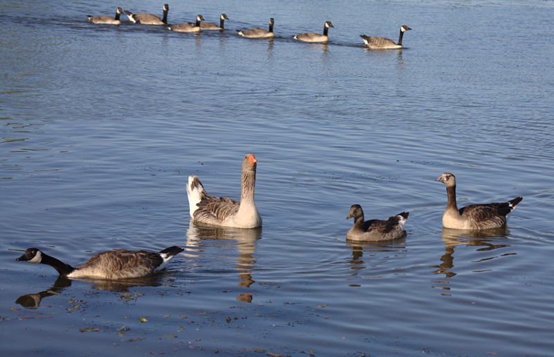 Canada Goose goslings