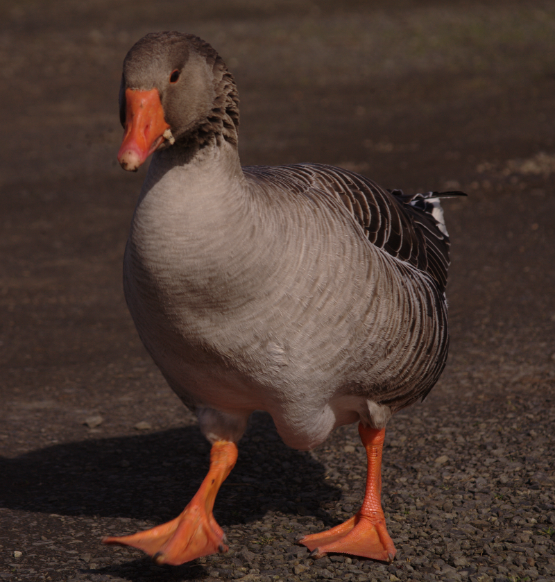 Gus the Greylag Goose