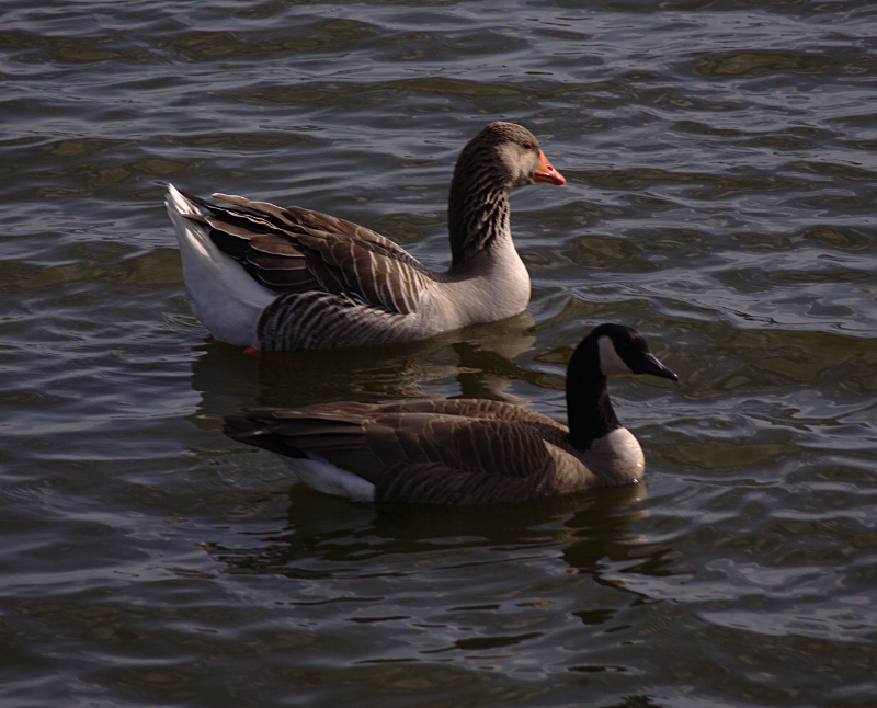 Gus the Greylag Goose and his Canada Goose wife