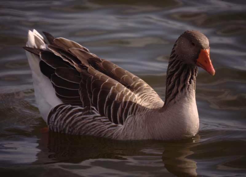 Gus the Greylag Goose