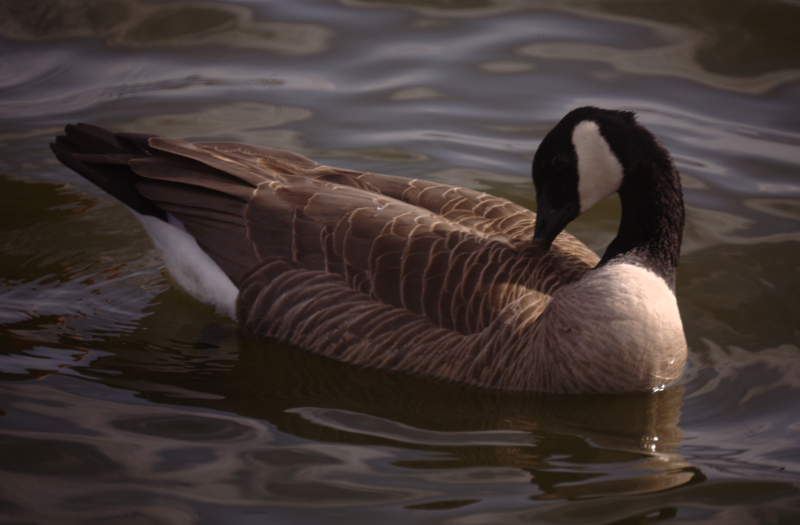 Canada Goose