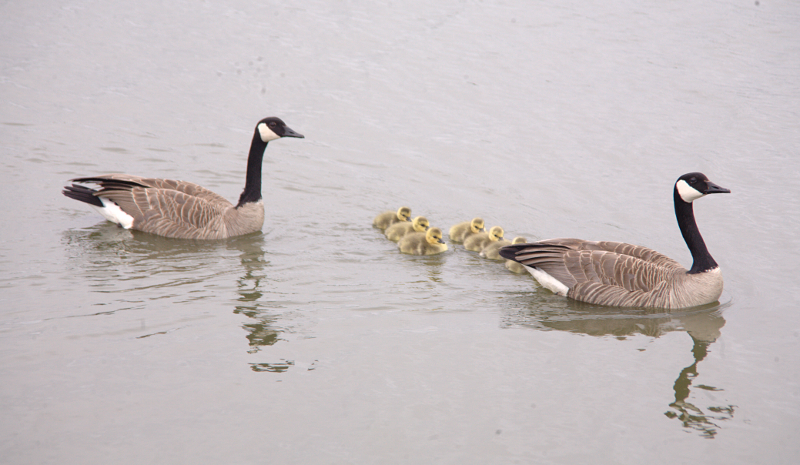 Canada Goose goslings