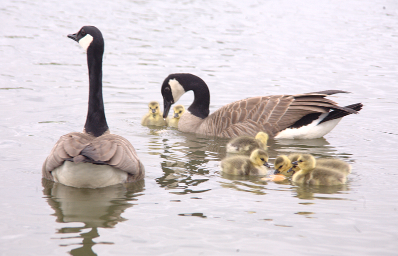 Canada Goose goslings