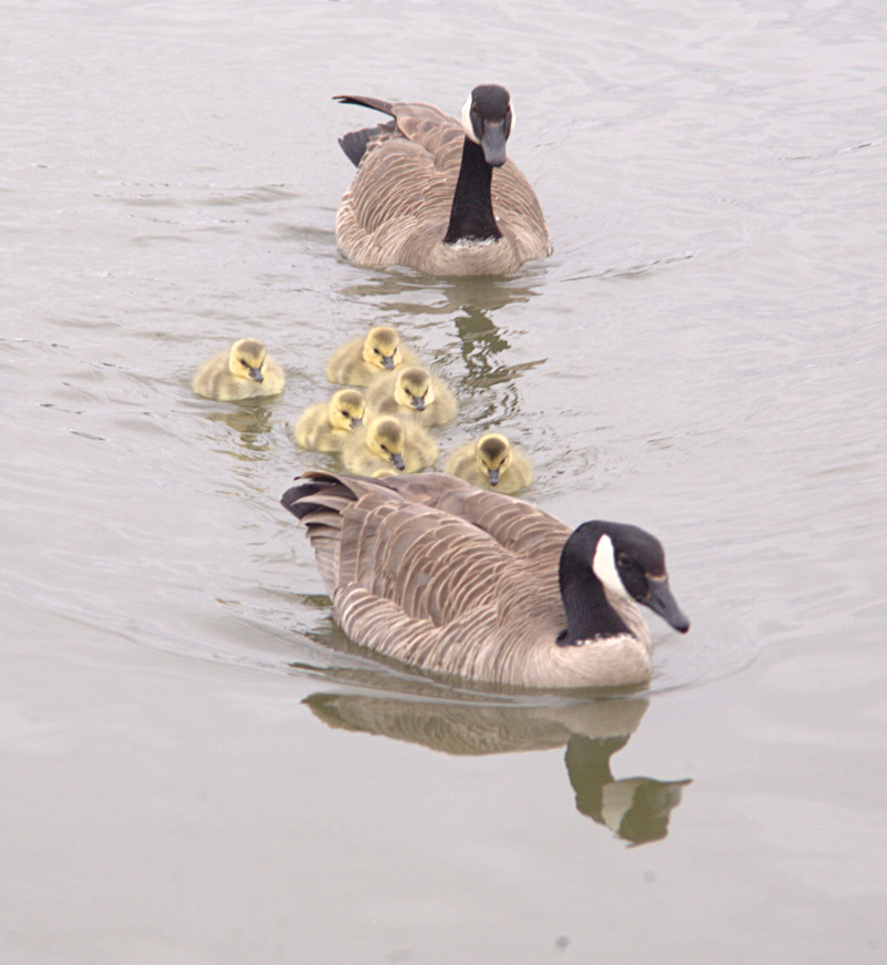 Canada Goose goslings
