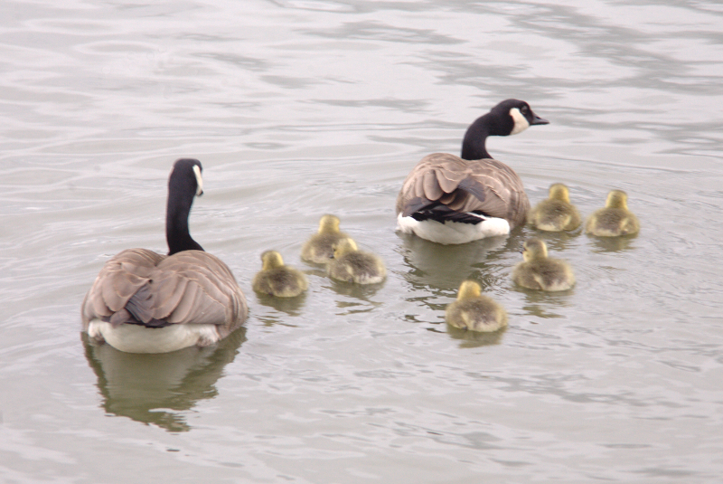 Canada Goose goslings