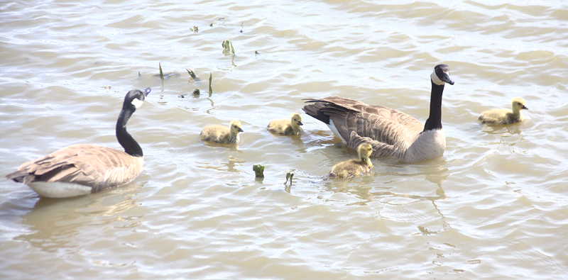 Canada Goose goslings