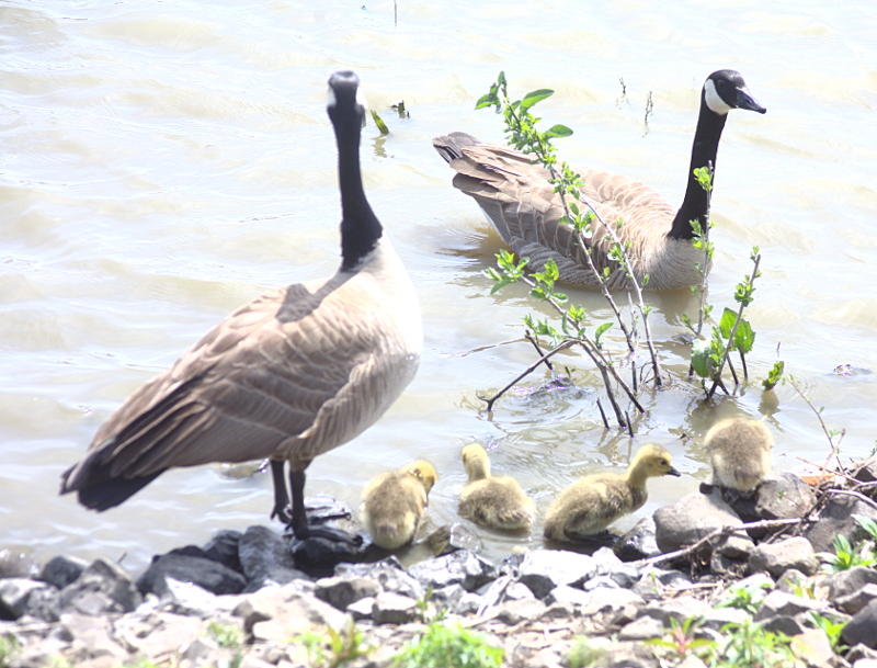 Canada Goose goslings