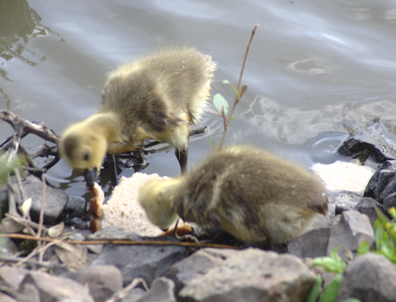 Canada Goose goslings