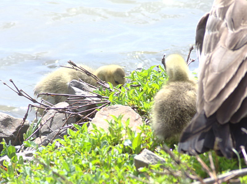 Canada Goose goslings