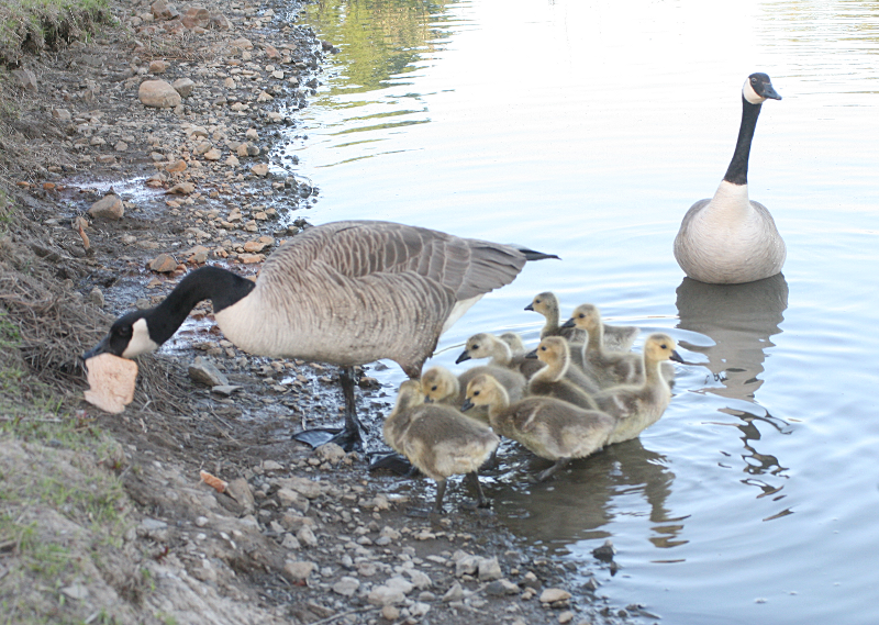 Canada Goose goslings