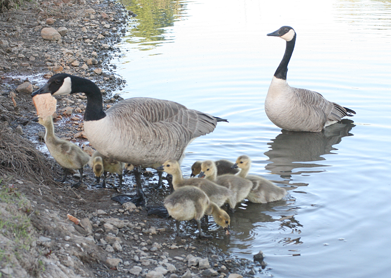 Canada Goose goslings