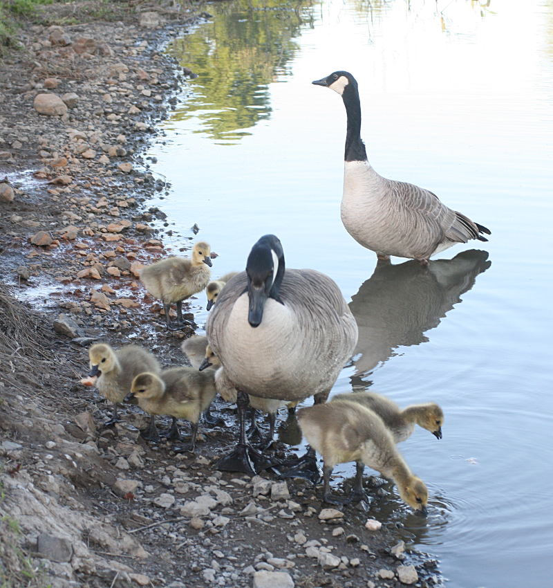 Canada Goose goslings