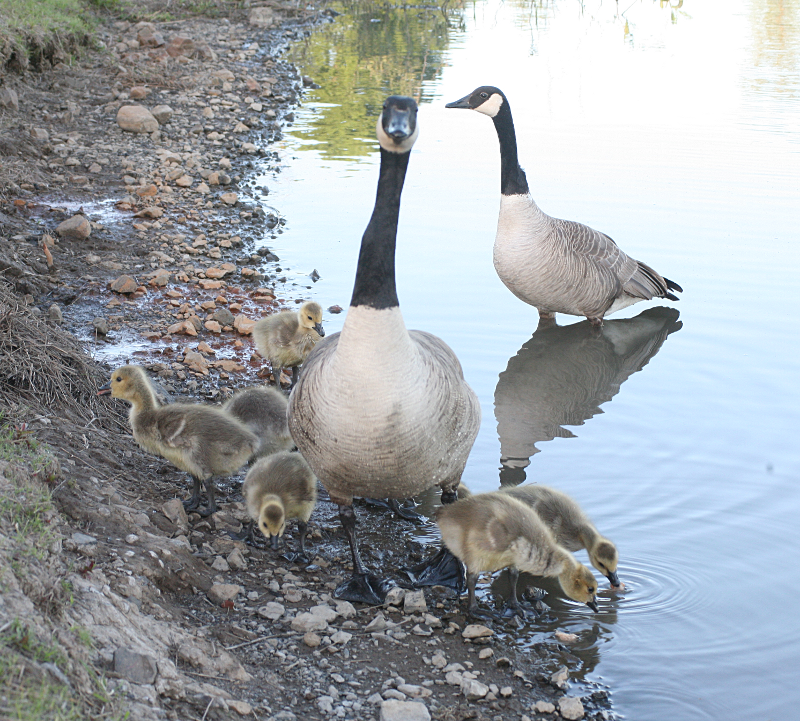 Canada Goose goslings