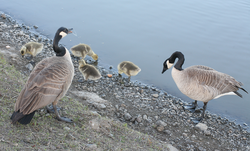 Canada Goose goslings