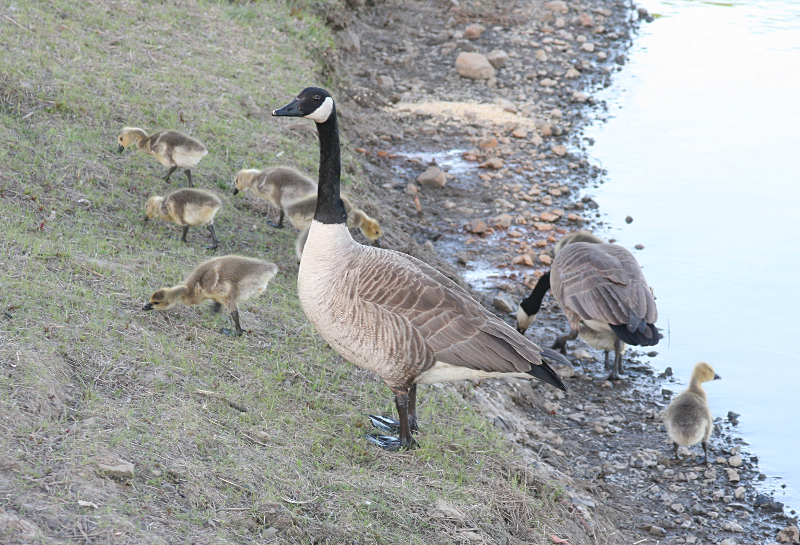 Canada Goose goslings
