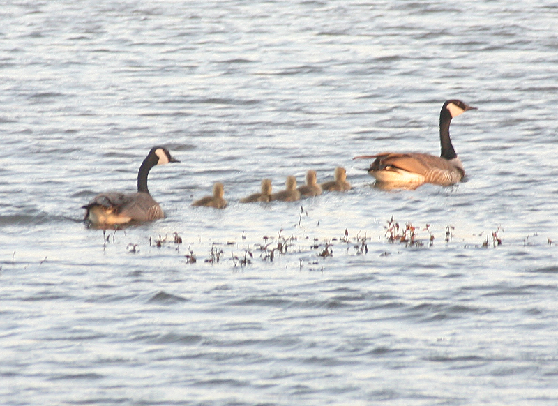 Canada Goose goslings