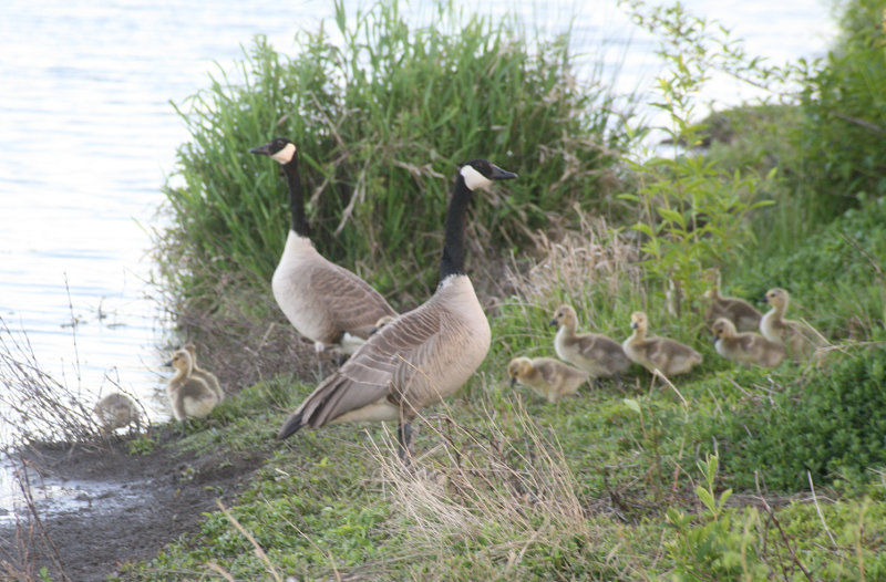 Canada Goose goslings