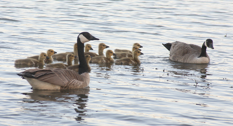 Canada Goose goslings