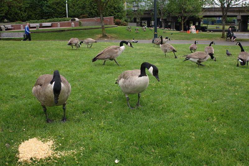 Canada Goose goslings