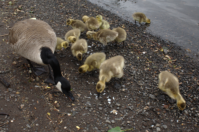 Canada Goose goslings