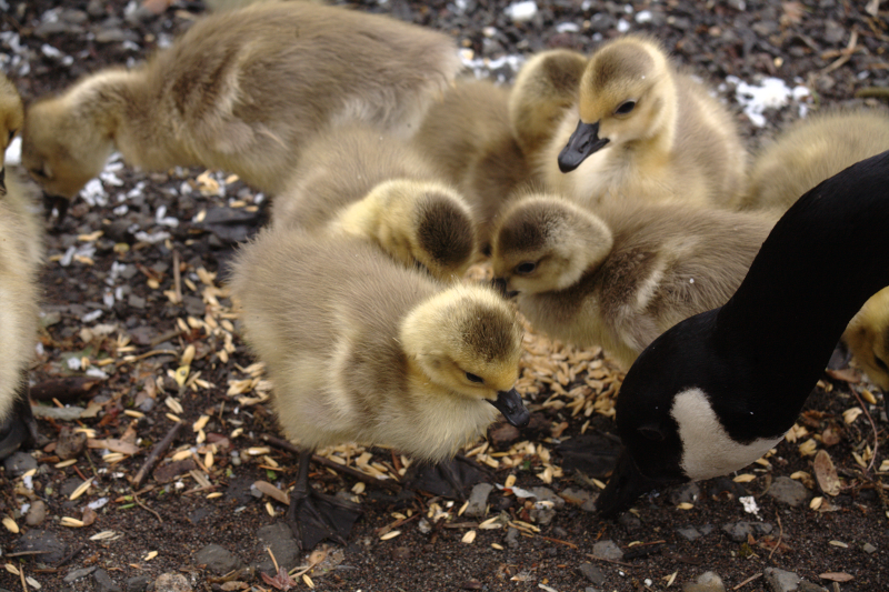 Canada Goose goslings