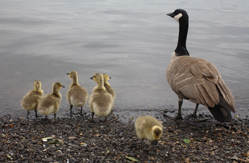 Canada Goose goslings