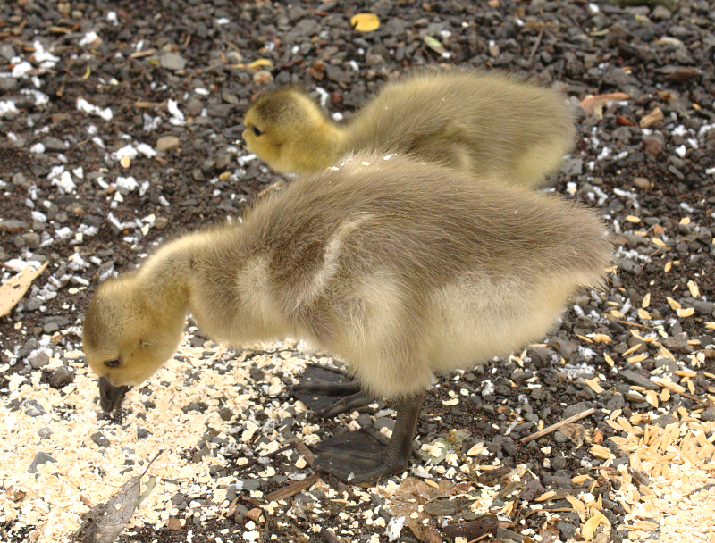 Canada Goose goslings