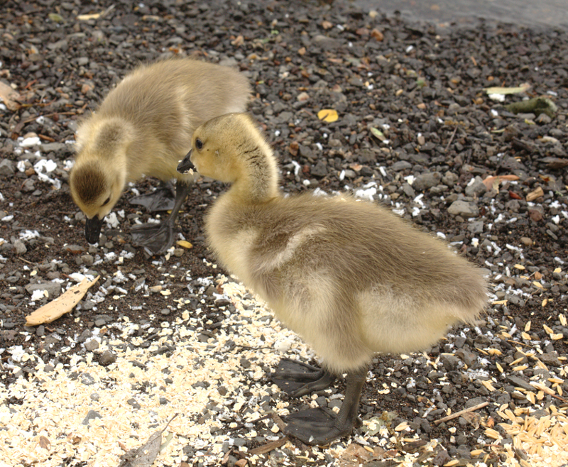 Canada Goose goslings
