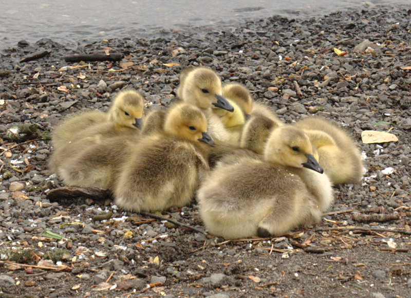 Canada Goose goslings