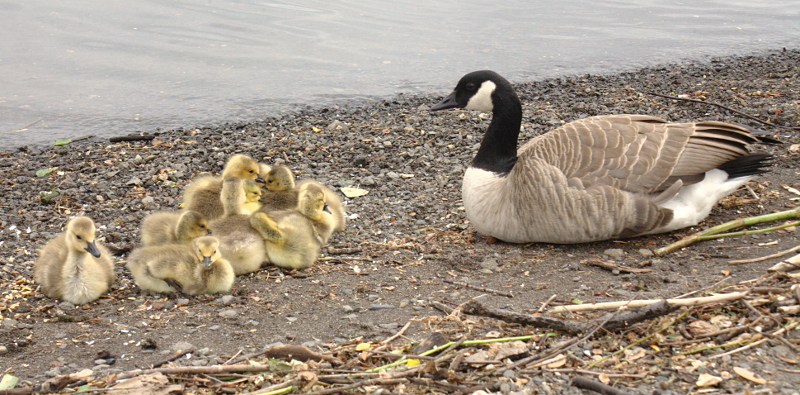 Canada Goose goslings