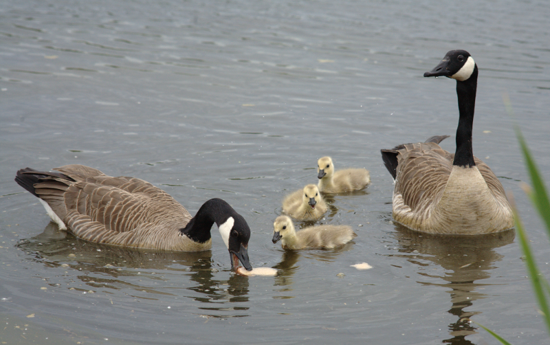 Canada Goose family with 3 goslings